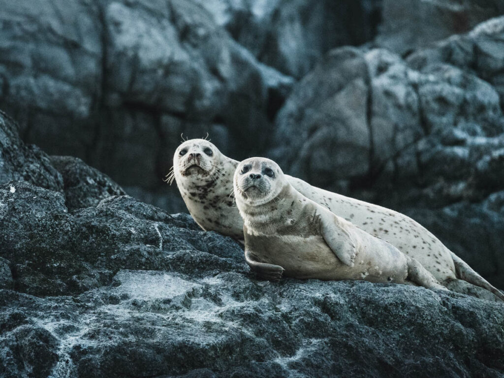 Seals