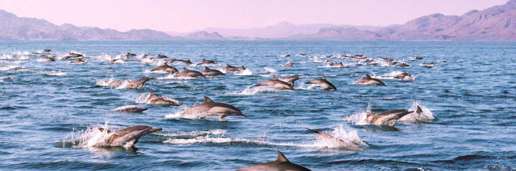 Shark Angels Baja Trip