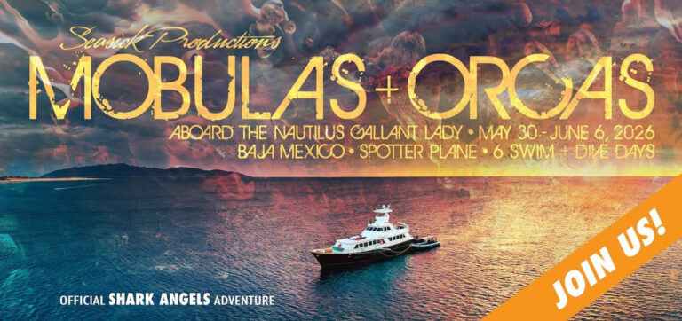 Shark Angels Baja Trip