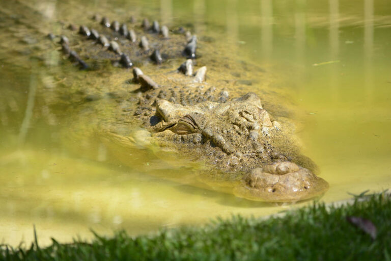 Crocodile