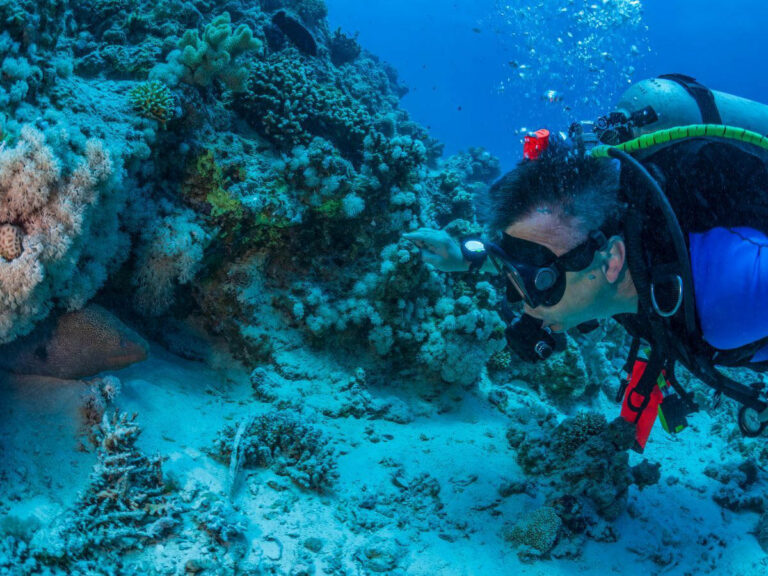 5 Ways Seabed Disturbance Changes a Dive Site Diver Underwater