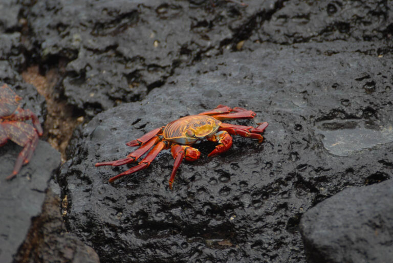 Geriatric Diver Galapagos