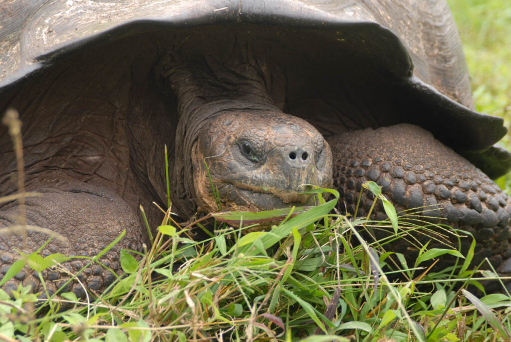 Geriatric Diver Galapagos
