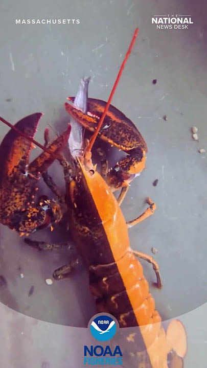 Lobster
