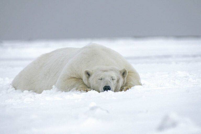 Polar Bears