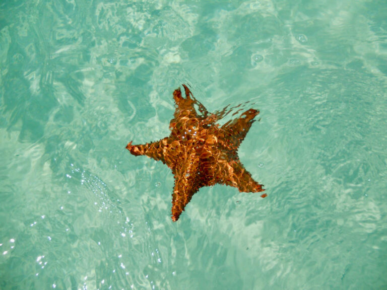 Massive Wildlife Bust: Argentina Seizes 700 Marine Animals Shipped from Kenya Starfish