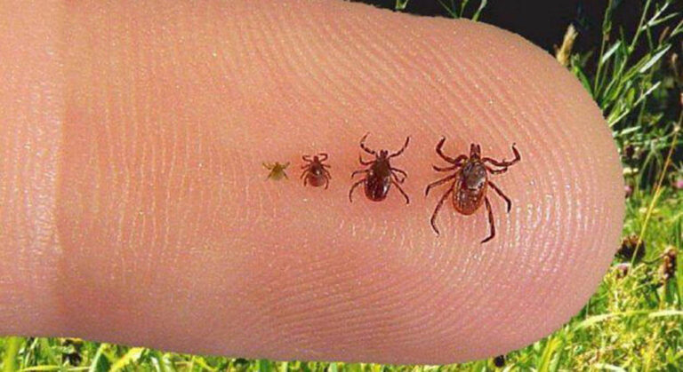 What Ontario Residents Need to Know About the Impending “Tick Wave” Ticks