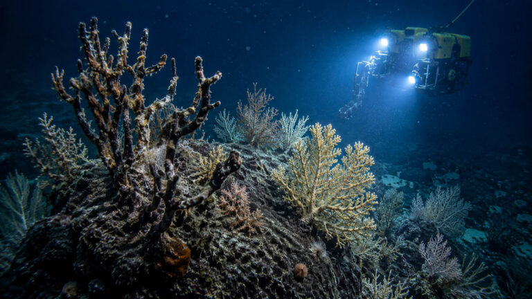 Coral Restoration