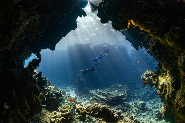 The Marine Animals Divers Most Hope To Encounter And Why Divers Underwater