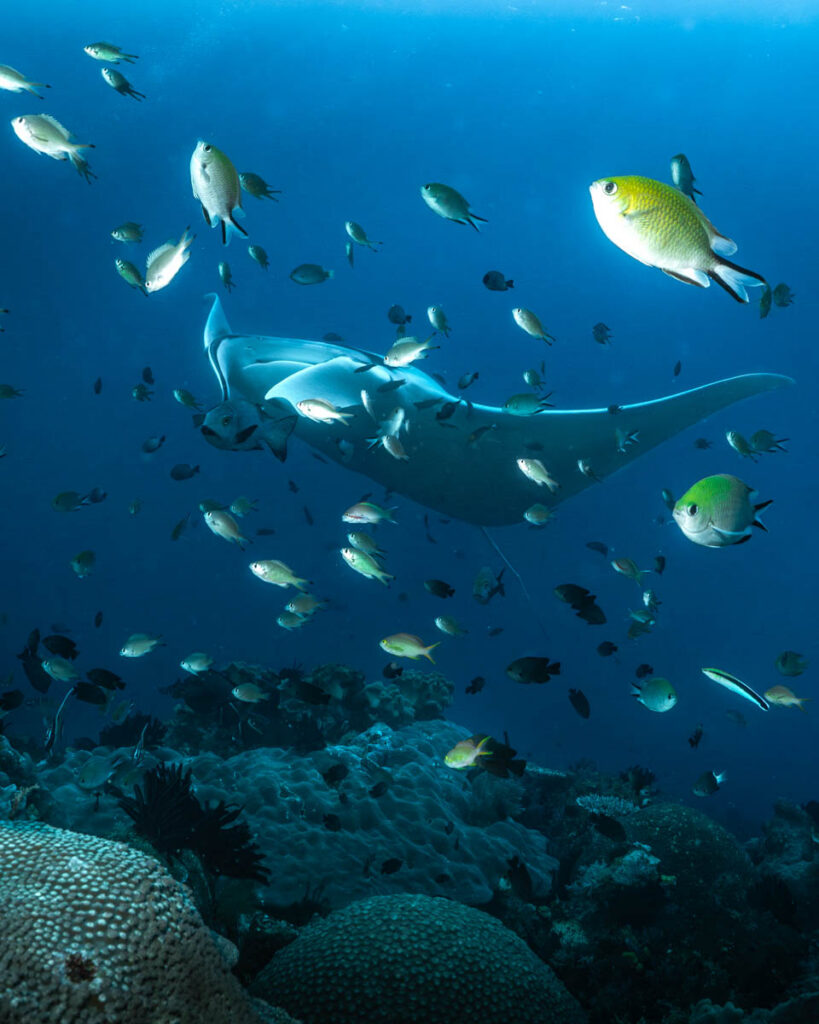 Emperor Raja Ampat