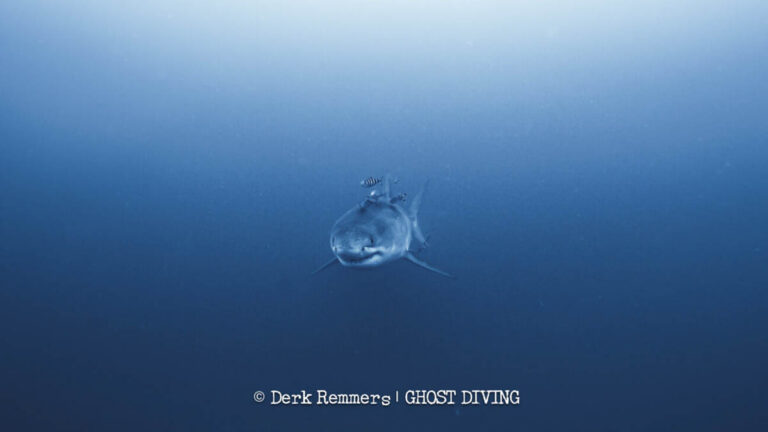 Divers Removing Ghost Nets Capture Rare Great White Shark Footage in the Mediterranean Great White Med