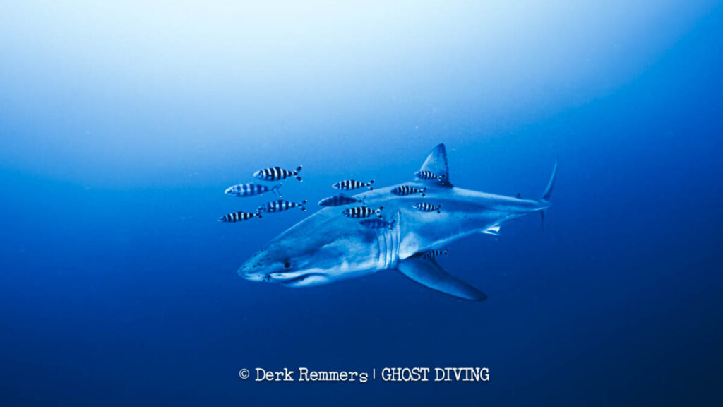Great White Med