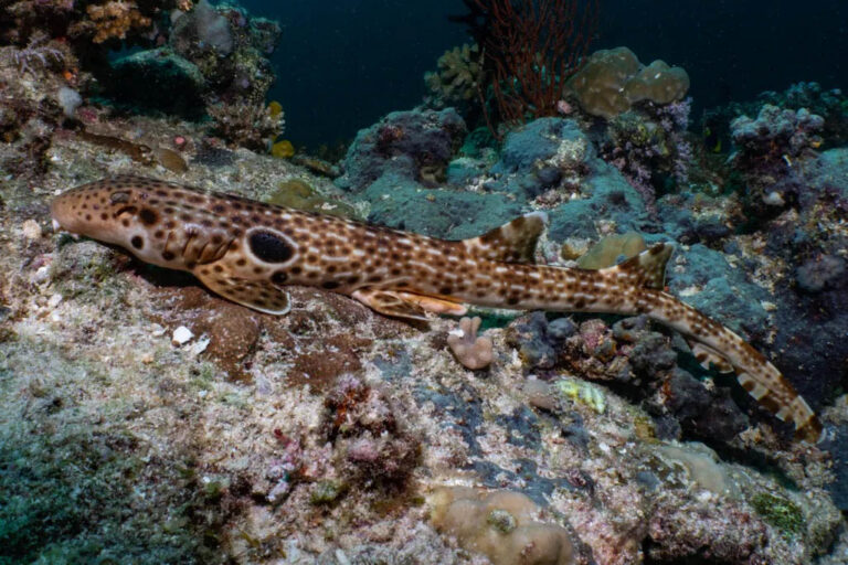 New Walking Shark Discovered in Papua New Guinea May Already Face Extinction Threats Hemiscyllium dudgeonae