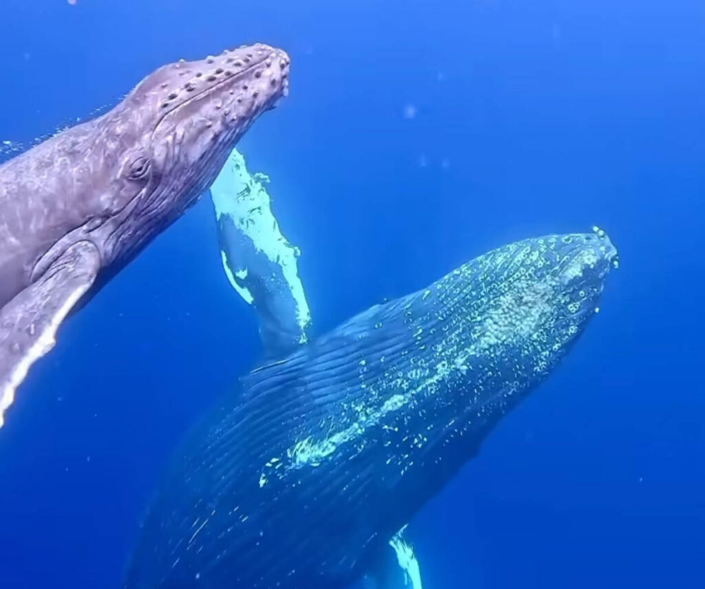 Sea to Sky Experiences