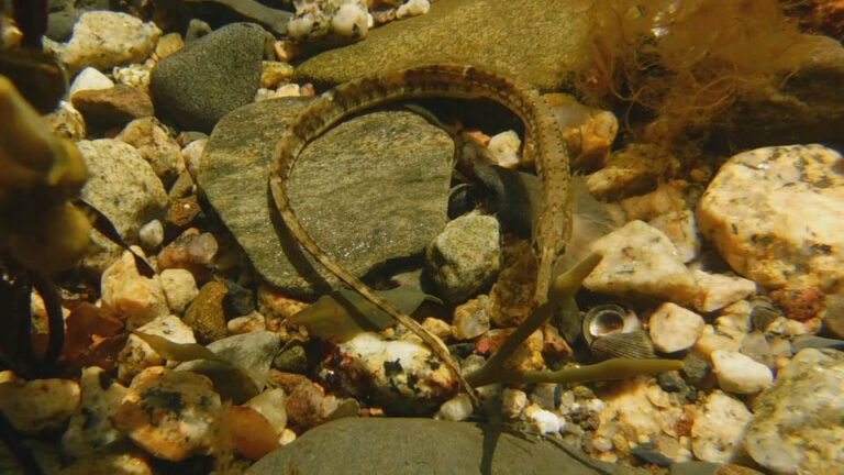 Nova Scotia Snorkellers Invited to Beach Day and Live Music Event in Chester Snorkeling