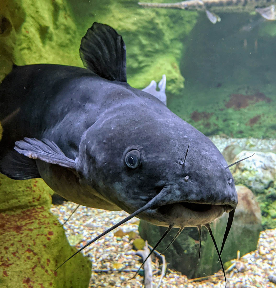 Sturgeon