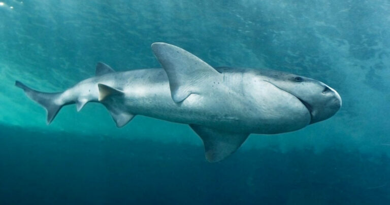 Experienced Diver Injured After Bite from Broadnose Sevengill Shark Off Tasmania Broadnose Sevengill Shark