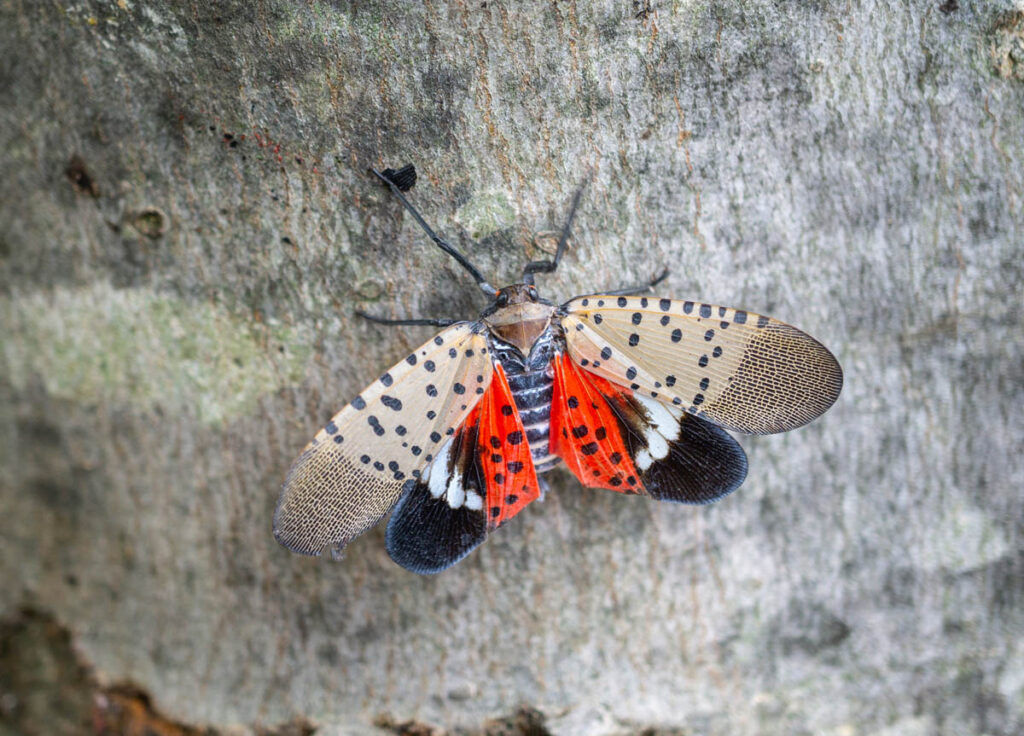 Lanternfly