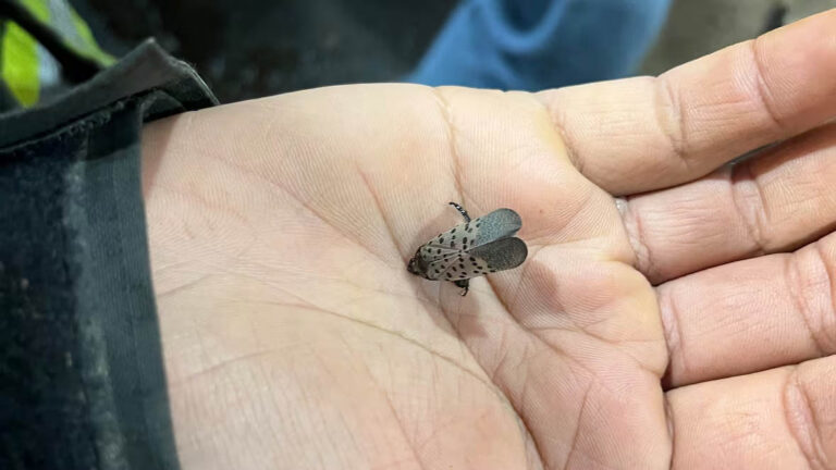 Ontario Joins the Fight Against the Invasive Spotted Lanternfly