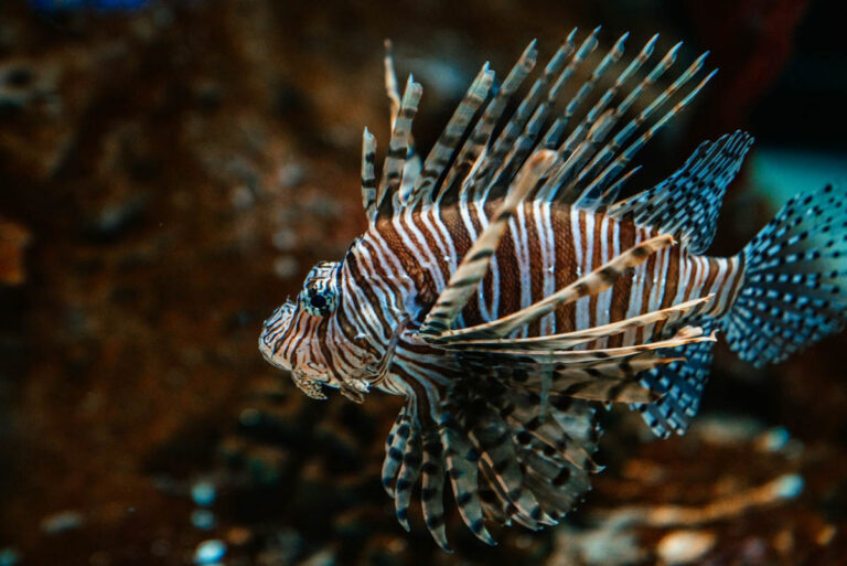 SSI Expands Conservation Training with New Invasive Species Management Specialty Lionfish