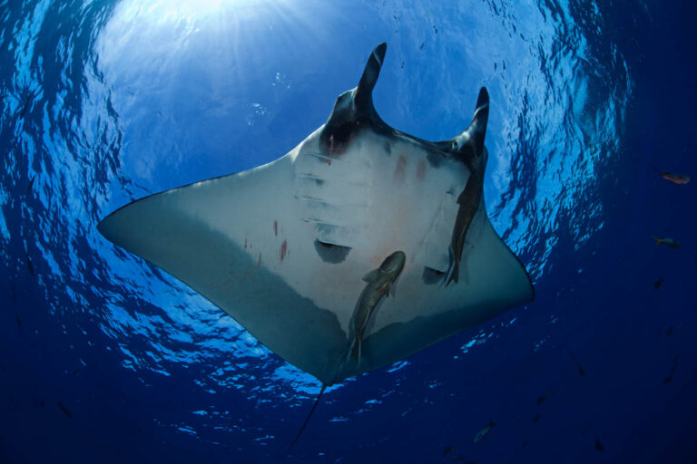 MyDivePod Launches a New Era of Liveaboard Diving with Expert-Led Group Adventures My Dive Pod
