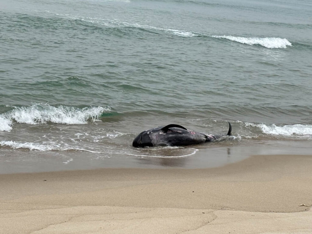 Sable Island