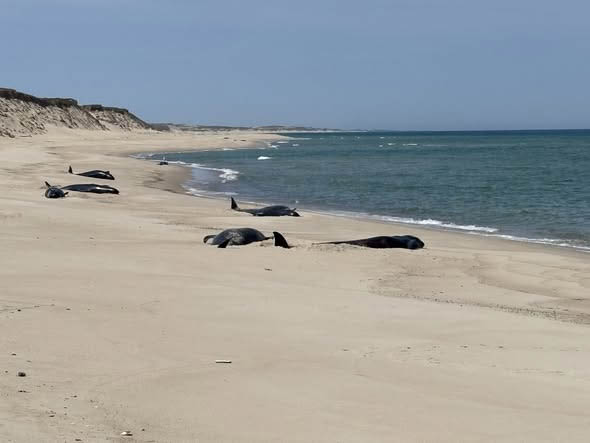 The Sable Island Incident: A Challenging Response