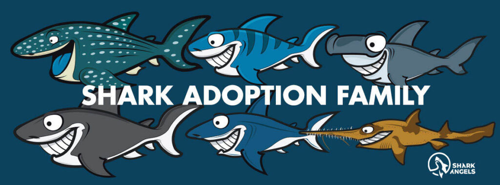 Shark Angels Adopt a Shark