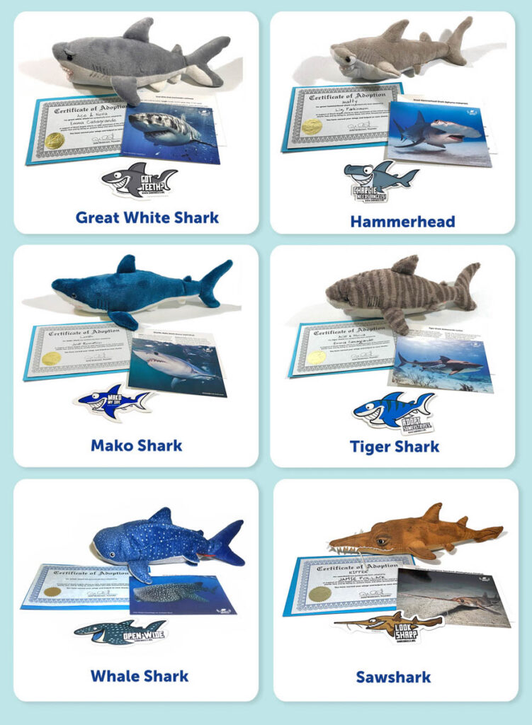 Shark Angels Adopt a Shark