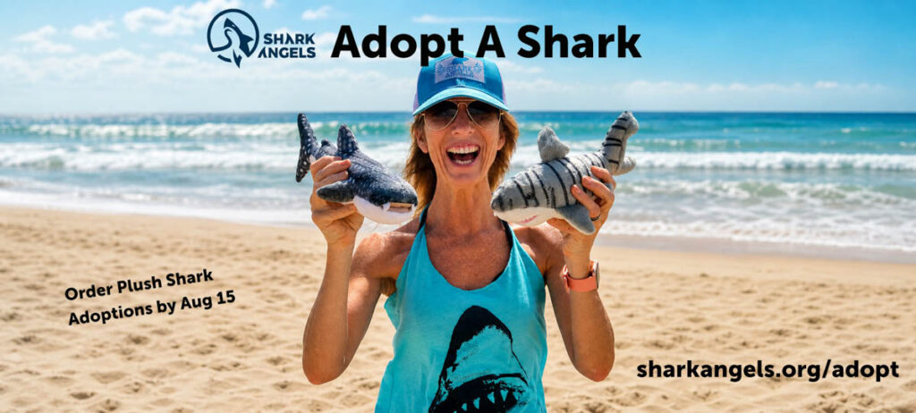 Shark Angels Adopt a Shark