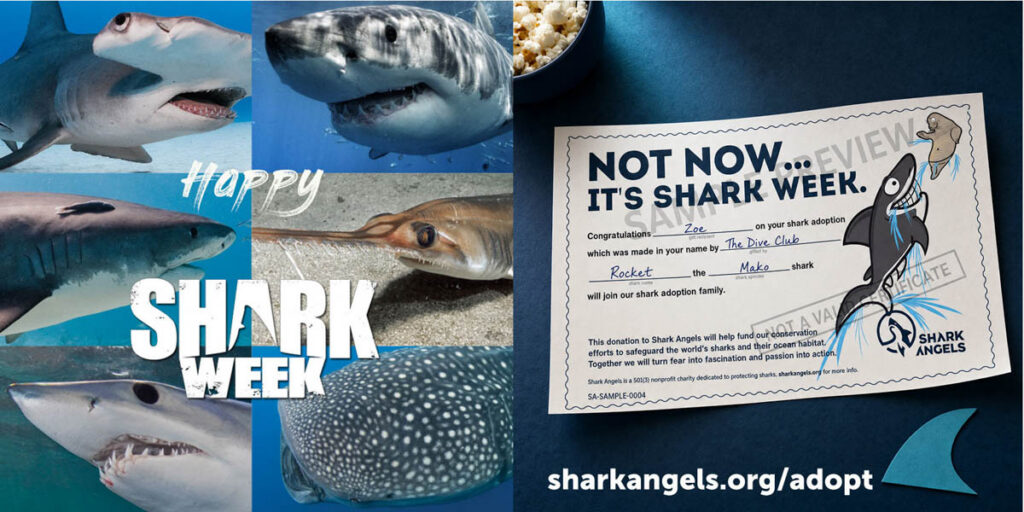 Shark Angels Adopt a Shark