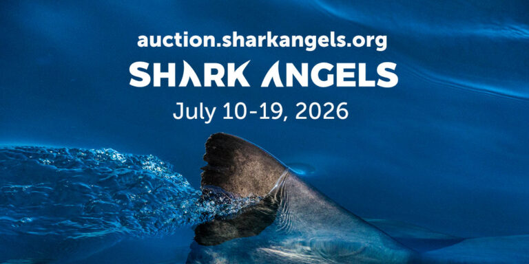 Every Diver Has a Bucket List. Here’s Your Chance to Cross One Off. Shark Angels Auction 2026
