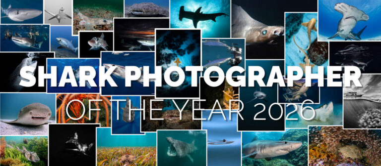 Shark Photographer of the Year 2026