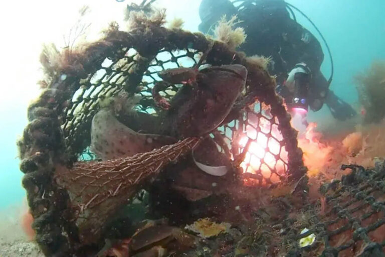 Divers Rescue Two Bull Huss Trapped in Lost Crab Pot Off Cornwall Bull Huss