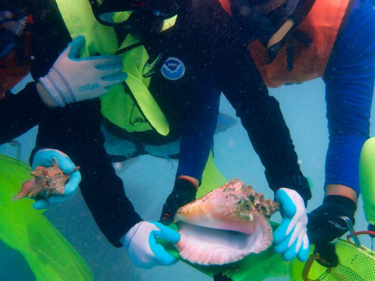 Divers Join NOAA Scientists to Track Puerto Rico’s Queen Conch Queen Conch Science
