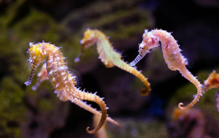 Tourists and Film Crews Accused of Disturbing Protected Seahorses in Dorset Marine Conservation Zone Seahorse