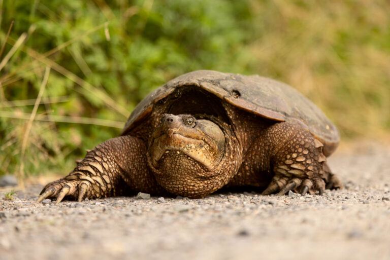 Can a Snapping Turtle Bite Your Finger? What Swimmers Need to Know About Sarnia’s Turtles Snapping Turtle