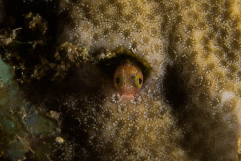 The Caribbean Diving Bargain: 26 Dives Included in a Three-Week Saint Vincent Stay St Vincents