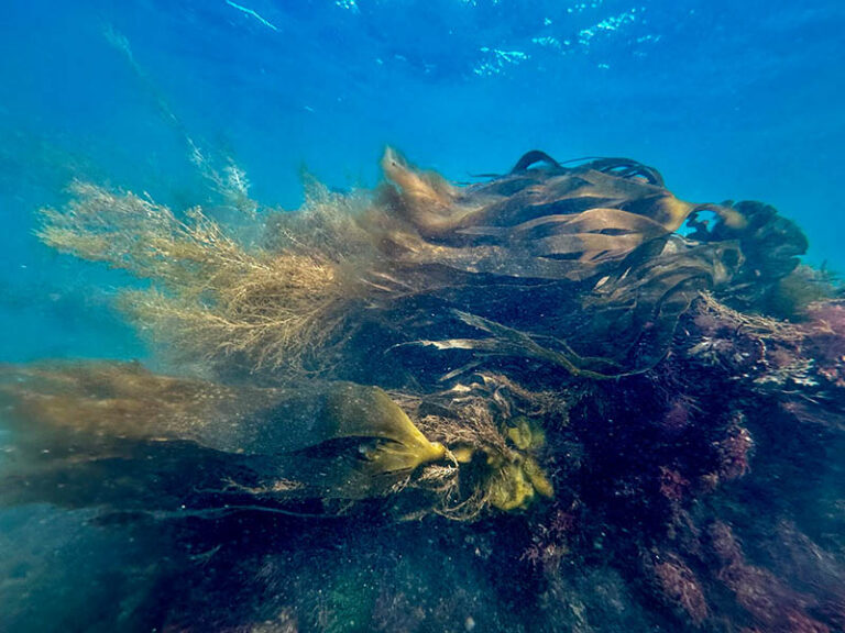 Sussex Kelp