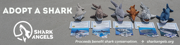 Shark Angels