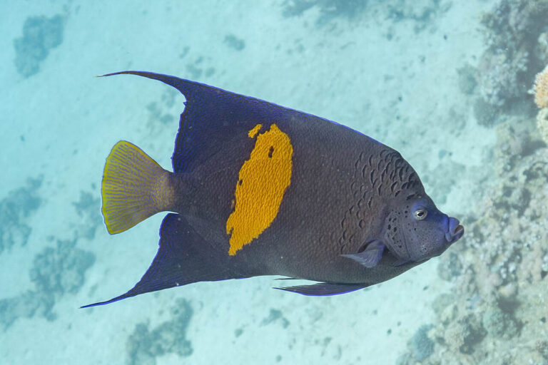 Study Traces Brazil’s Yellowbar Angelfish to Likely Aquarium Release Angel Fish
