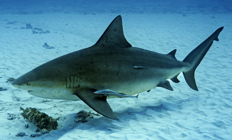 Diver Expected to Recover After Shark Bite off Pensacola