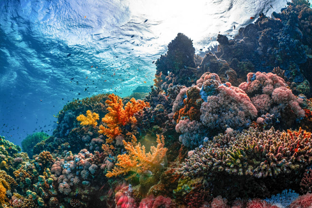 Coral