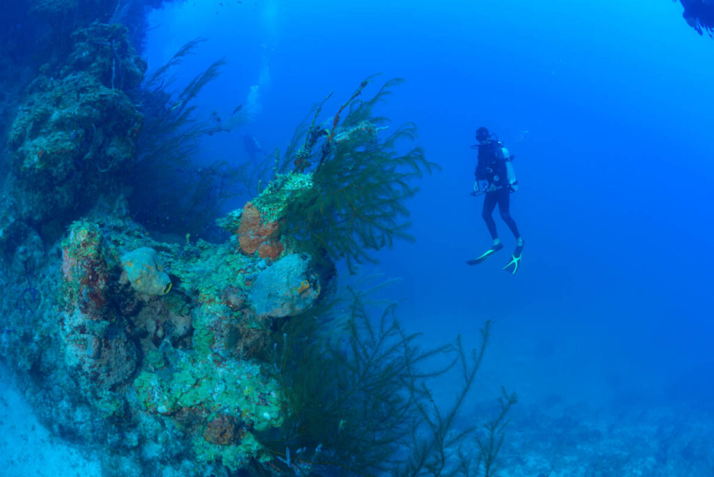 Discovering Guanaja