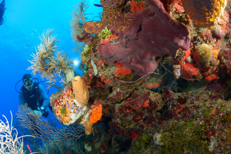 Beyond Roatán and Utila: Discovering Guanaja, Honduras’ Other Diving Island Discovering Guanaja
