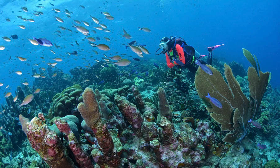 Dive Curacao Vacation