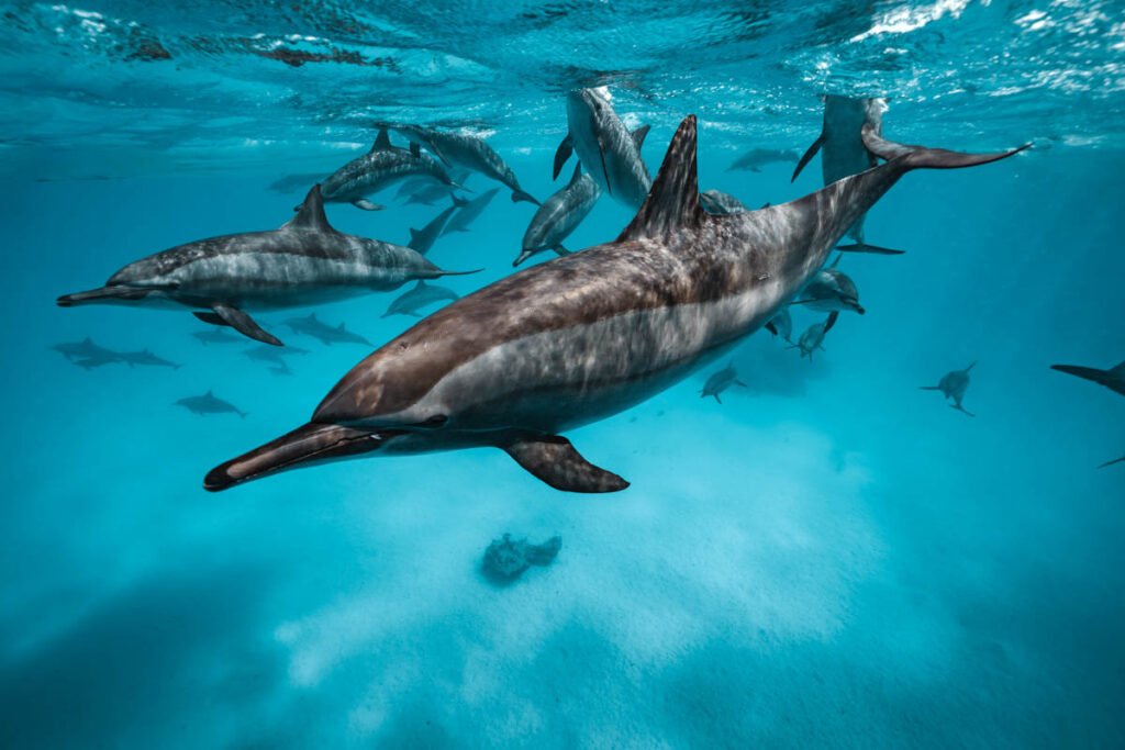 Emperor Divers