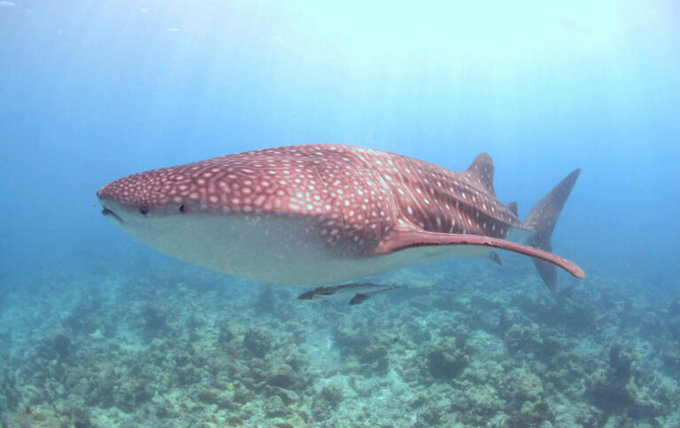 Vilamendhoo Reopens: Your Gateway to World-Class Diving in South Ari Atoll Euro Divers Maldives