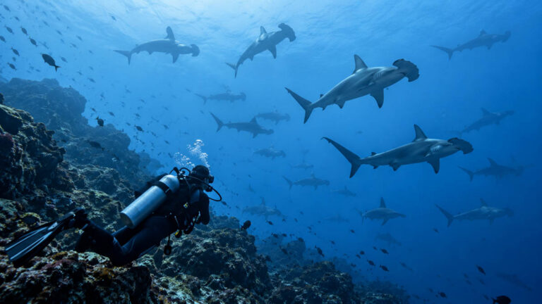 What A Historic El Niño Could Mean For Diving The Galápagos Galapagos Islands