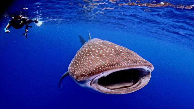 St Helena’s Whale Sharks: A Journey to One of Diving’s Most Remote Frontiers Indigo Safaris - St Helena